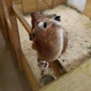 Meet your Posher, Nichia